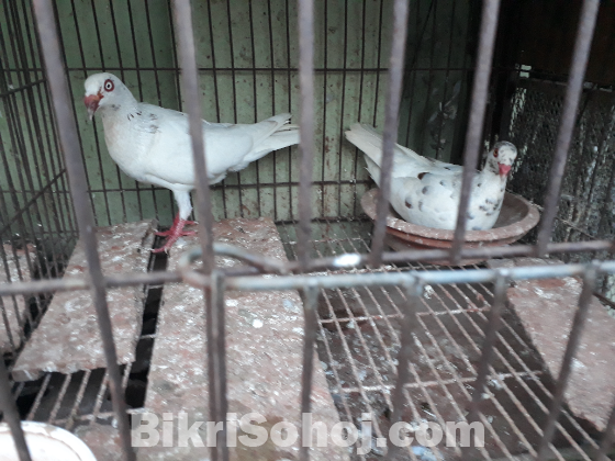 White Denish running pair